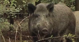 Rückkehr einer Legende