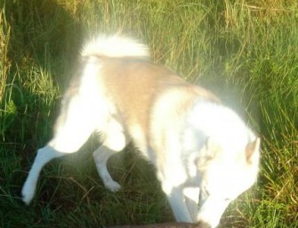Rehe von wildernden Hunden in Fluß gehetzt