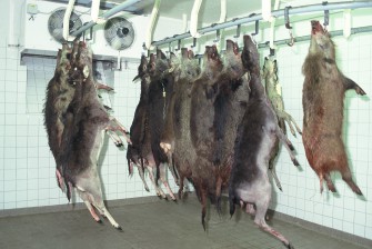 Schweinepest: Verzehr von Wildschweinfleisch unbedenklich