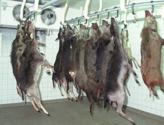 Schweinepest: Verzehr von Wildschweinfleisch unbedenklich