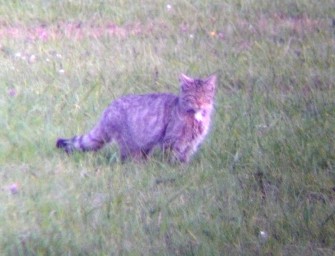 Baden-Württemberg: Wildkatzen fühlen sich wieder heimisch