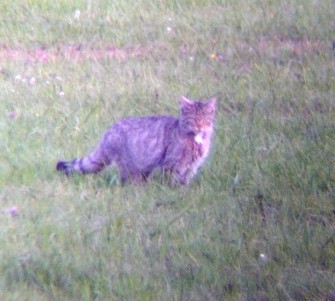 Baden-Württemberg: Wildkatzen fühlen sich wieder heimisch