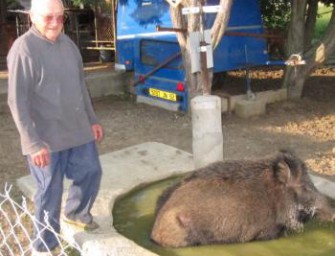 Wildschwein – Herrchen droht mit Selbstmord