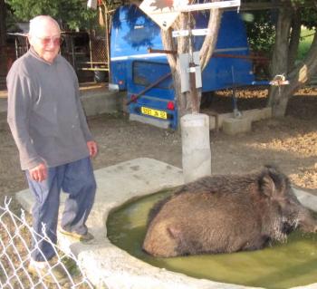 wildschwein-frankreich-b.blaise.jpg