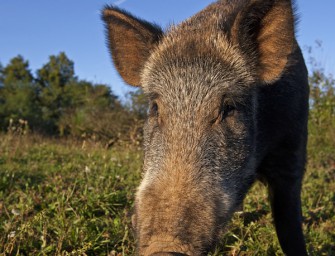 Wildschaden in der eigenen Garage