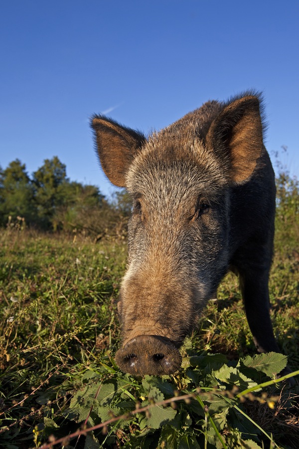 wildschwein-morales_gettyimages_130131274.jpg