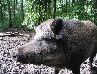 Streit um Wildkameras nun auch im Saarland
