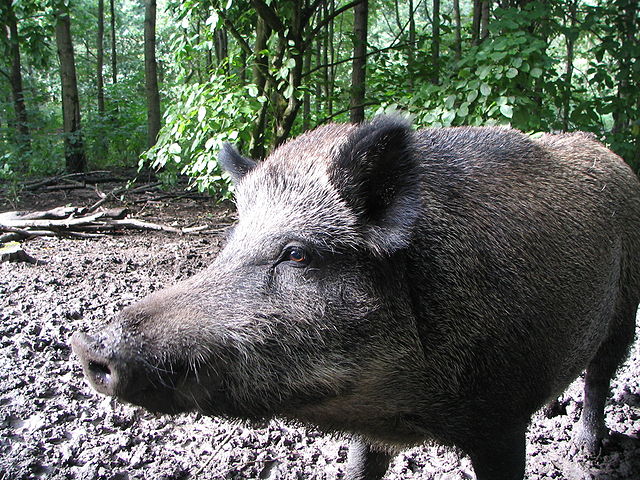 wildschwein-wiki-gerardm.jpg