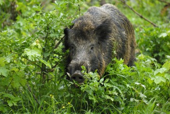 Wenig Revier  viel Keiler