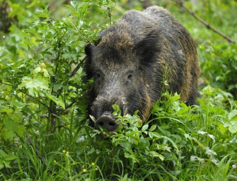 Wenig Revier  viel Keiler