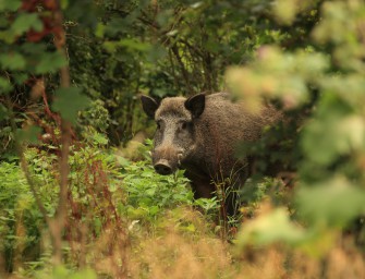 Wildschweine weiterhin radioaktiv belastet