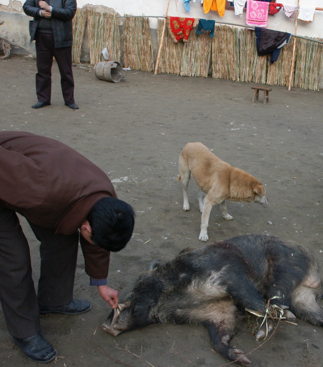Local Government Approved The Hunting Of Increasing Wild Boars