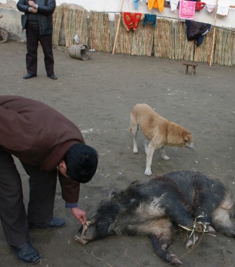 Sau läuft in ihr eigenes Verderben