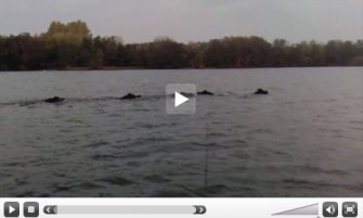 Auch Angler verstehen was von Wildschweinen…