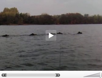 Auch Angler verstehen was von Wildschweinen…