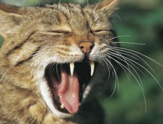 Kooperation von Naturschützern, Förstern und Jägern