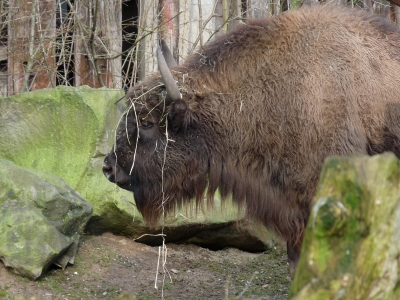 wisent.jpg