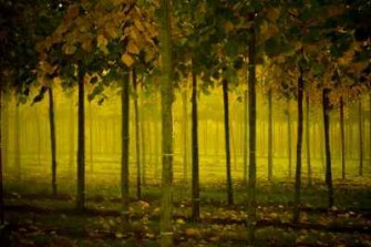 Thüringen – Maßnahmen zum Erhalt der Artenvielfalt der Wälder