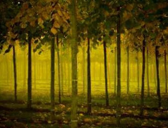 Thüringen – Maßnahmen zum Erhalt der Artenvielfalt der Wälder