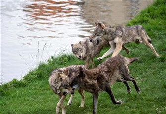 Umweltminister Frank Kupfer (CDU) will Wolf ins Jagdrecht aufnehmen