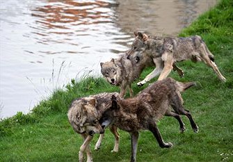 Umweltminister Frank Kupfer (CDU) will Wolf ins Jagdrecht aufnehmen