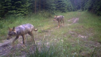 Beweis: Der Wolf ist in Niedersachsen