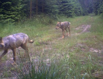 Beweis: Der Wolf ist in Niedersachsen