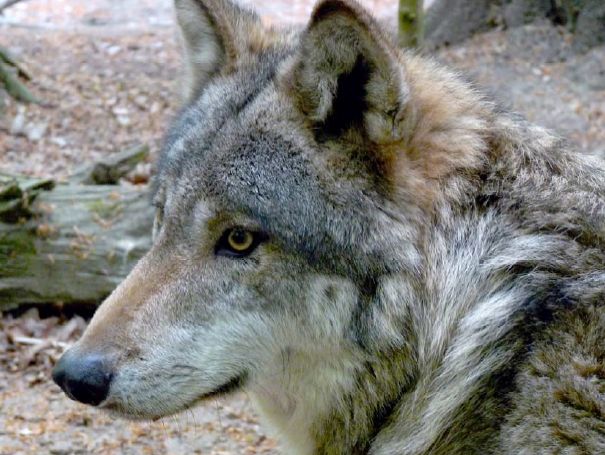 wolf-portrait-umwelt-min-potsdam.jpg
