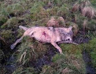 Wolfsschütze stellt sich