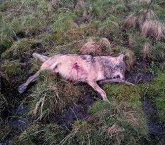 Wolfsschütze stellt sich