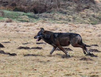 Westerwald-Wolf getötet