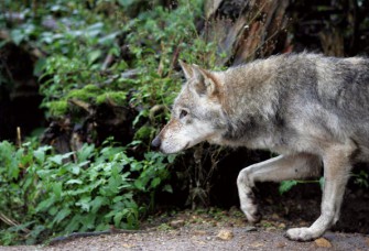 Bayern  Ein Wolf im Mangfallgebirge