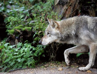 Bayern  Ein Wolf im Mangfallgebirge