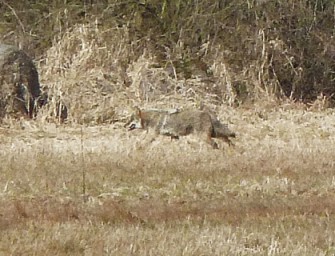 Wolf vor Hamburg gesichtet