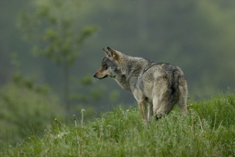 Brandenburg – Ausstellung „Wolf & Mensch“ öffnete ihre Pforten
