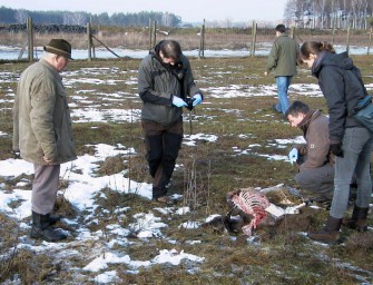 Brandenburg: Wolf tötet 13 Stücke Damwild