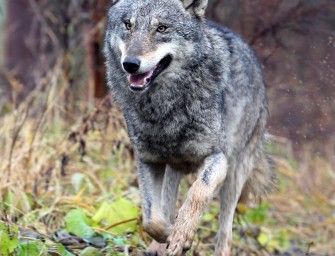 Wolf in Kärnten gefilmt