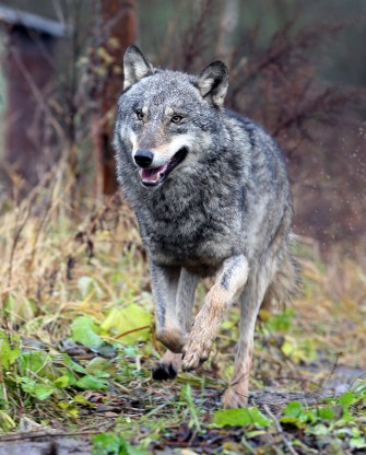 Wolf in Kärnten gefilmt