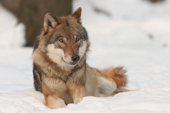 Der Naturschützer im Jäger ist gefragt