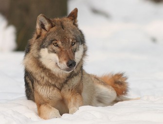 Der Naturschützer im Jäger ist gefragt