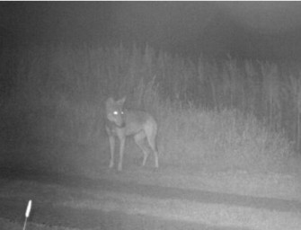 Wolf in Dithmarscher Fotofalle getappt