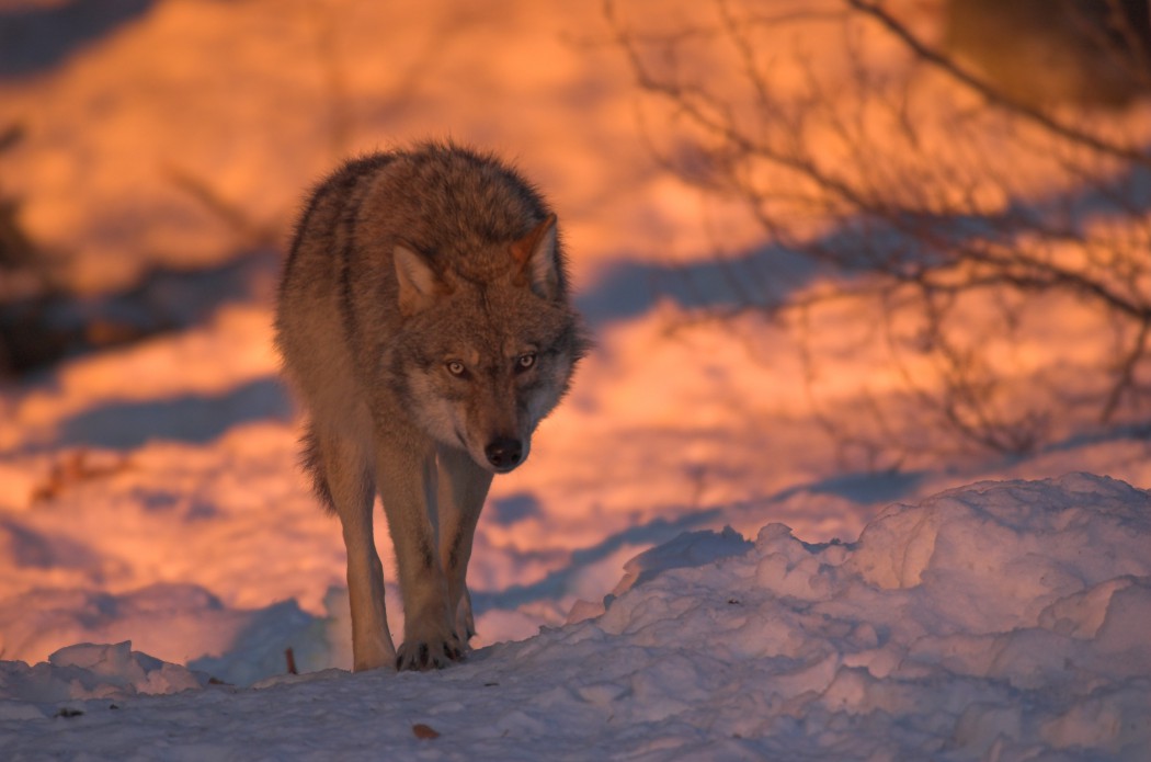 Wolf im leichten Trott im Schnee