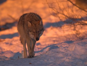 Wirbel um René Fournier