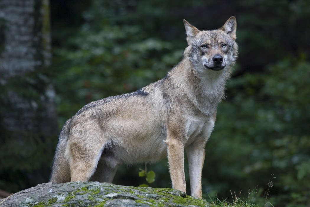 Wolf / Canis lupus
