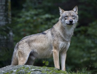 Wolfskadaver in den Niederlanden gefunden