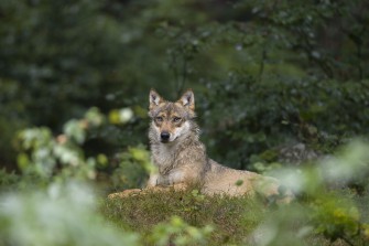 Ist erneut ein Wolf im Inntal unterwegs?