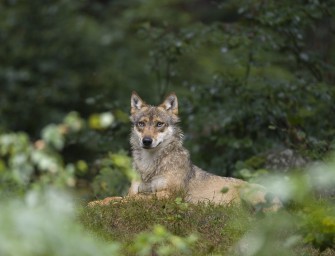 Wolf in Schleswig-Holstein unterwegs?