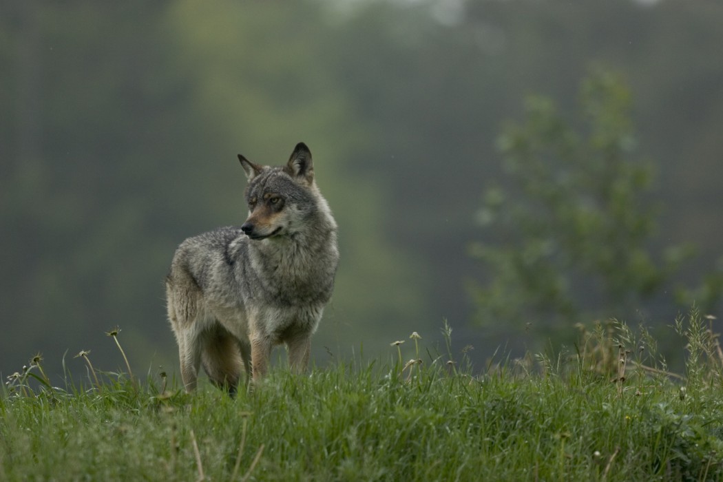 Grauwolf