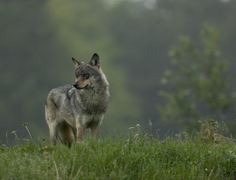 Wolfs-Blog