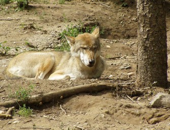 Mutter aller Rudel ist tot